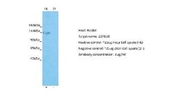 ZBTB38 Antibody, Novus Biologicals 100 &mu;L; Unconjugated:Antibodies,
